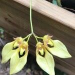 Bulbophyllum longiflorum Květ