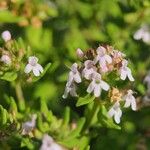 Thymus vulgarisFlor