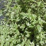 Pittosporum tenuifolium Folha