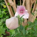 Platycodon grandiflorusКветка