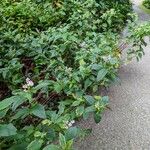 Persicaria campanulata Habit