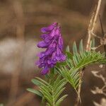 Vicia craccaКвітка