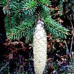 Picea abies ফল