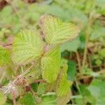 Rubus ferus Folha