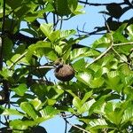 Macoubea guianensis Плод