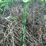 Amorphophallus paeoniifolius Écorce