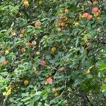 Prunus x cerea Fruitua