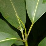 Ficus insipida Ліст