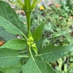 Verbesina occidentalis Flower