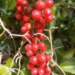 Smilax aspera Mbuma