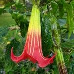 Brugmansia sanguinea Fleur