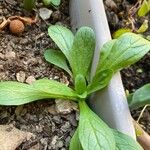 Valeriana locusta Leaf