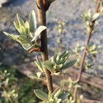 Elaeagnus commutata Feuille