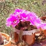 Echinocereus pentalophus পাতা