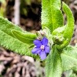 Anchusa officinalisFlower