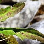 Scorzoneroides duboisii Leaf