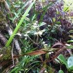 Angraecum expansum ശീലം