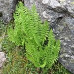 Dryopteris oreades 整株植物