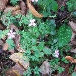 Geranium robertianumFlor