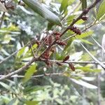 Morella cerifera Fruto