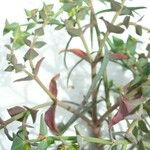 Euphorbia sulcata Flower