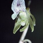 Epipogium aphyllum Flower