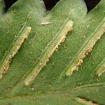 Asplenium macrophlebium Hoja