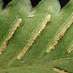 Asplenium macrophlebium Leaf