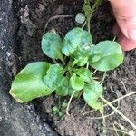 Bellis rotundifolia Leaf