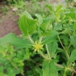Acanthospermum hispidum Leaf