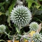 Echinops sphaerocephalus Цветок