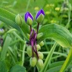 Tradescantia × andersoniana Flower