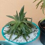 Dyckia brevifolia Лист