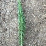 Achillea millefoliumLeaf