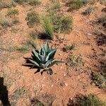 Agave asperrima Leaf