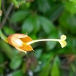 Campsis grandiflora Muu