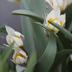 Tulipa orithyioides Flor