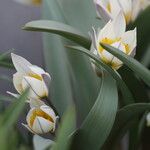 Tulipa orithyioides Flower