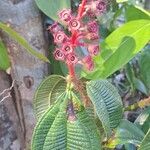 Miconia tococa Flower