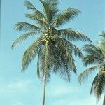 Cocos nucifera Hábito