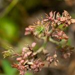 Euphorbia aleppica Alia