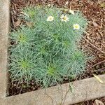 Argyranthemum foeniculaceum পাতা