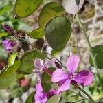 Lunaria annuaফুল