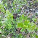 Alnus serrulata Hoja
