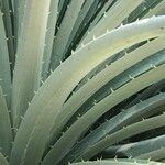 Puya chilensis Habitatea