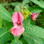 Impatiens glanduliferaফুল