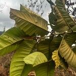 Harungana madagascariensis Hoja
