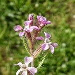Silene gallica Blüte