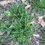 Carex capillaris 葉