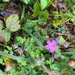 Geranium purpureumFlor